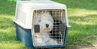 Find durable and versatile dog cages, crates and kennels. Pet Travel Crates Airline Approved Crates Pets2fly