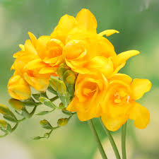 Image result for Freesia grandiflora
