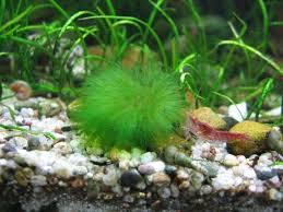 Whether it's natural or plastic plants. 17 Best Live Plants For Betta Fish Easy To Care For