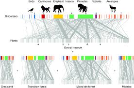 Image result for Grewia inaequilatera