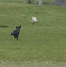 Pin On Animals