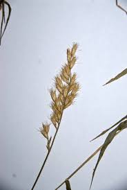 Image result for Schmidtia pappophoroides