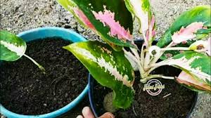 Perhatikan 7 langkah penting cara budidaya bunga mawar ini. Cara Menanam Keladi Hias Dalam Pot Youtube