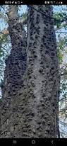 Image result for Acacia davyi