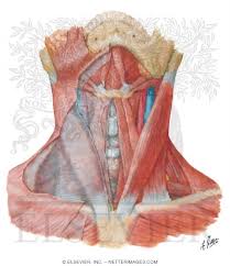 Sternocleidomastoid trapezius serratus anterior latissimus dorsi pectoralis major pectoralis minor (deep muscle) rectus abdominus external. Muscles Of Neck Anterior View