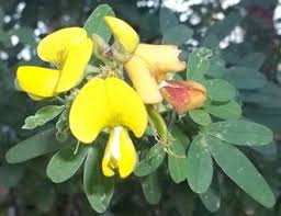 Image result for Crotalaria parvula