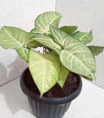Harga bibit bunga mawar terbaru. Jual Setiap Beli Bunga Dapat Bonus Bunga Bibit Tanaman Hias Syngonium Nephthytis Di Lapak Watervank Bukalapak