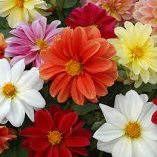 Observe the blooming of a star dahlia flower. Dahlia Plants Figaro Mix Dobies
