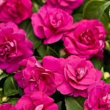 Image result for Impatiens wallerana