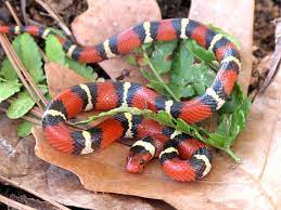 Weird Case Of Look Alike Snakes Surprises Researchers California King Snake Snake Reptile Snakes
