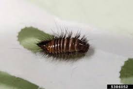 Differences between bed bugs and carpet beetles Meet The Carpet Beetles Colonial Pest Control