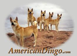 American Dingo Carolina Dog American Indian Dog Native American Indian Dog