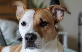 100 Best Brown And White Dog Names Pettime