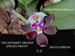 Image result for Brachycorythis velutina