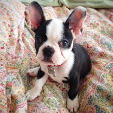 Frenchton Puppy Murphymcmurpherson On Ig Hybrid Dogs French Bulldog Mix Dog Breeds