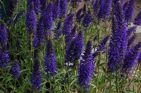 Veronica Plant Wikipedia The Free Encyclopedia Veronica Plant Plants Garden Plants