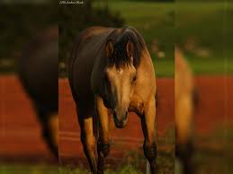 Some are very common (like cisco) and others not so much (like beaver). Gr Gold Smokythunder Quarter Horse Stallion Buckskin