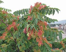 Image result for Ailanthus