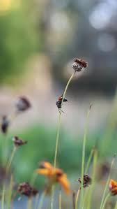 Image result for Alvesia cylindricalyx