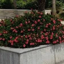 Image result for Barleria galpinii