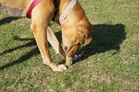 Mar 13, 2017 · this diy dog puzzle took me just two minutes to make and kept my two canine kids busy for upwards of an hour. 6 Super Simple Diy Dog Toys To Keep Your Hound Happy Rspca South Australia