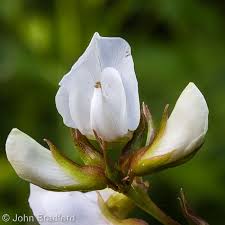 Image result for Galactia