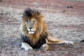 Description masai mara 9/3/2017 lion family male, female, and cub take it easy until the female sees several wildebeest coming. Other Male Lion Coalitions From Masai Mara
