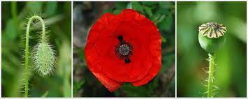 Pin On Flower Inspiration