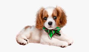 We did not find results for: Clipart Cavalier King Charles Spaniel Transparent Hd Png Download Kindpng