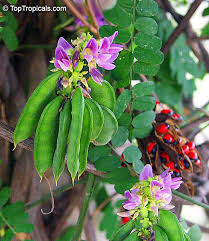 Image result for Abrus fruticulosus