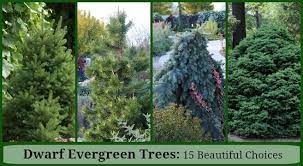 High and 3 or 4 ft wide so i don't want anything that grows to 30 ft. Dwarf Evergreen Trees 15 Exceptional Choices For The Yard And Garden