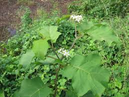 Image result for Solanum torreanum