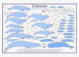 How big are they compared to. Blue Whale Size Comparison Png Free Blue Whale Size Comparison Png Transparent Images 90907 Pngio