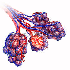 Alveoli Of The Human Lung Illustration Human Lungs Lungs Art Biology Art