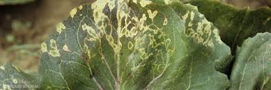 Image result for Alfalfa mosaic virus