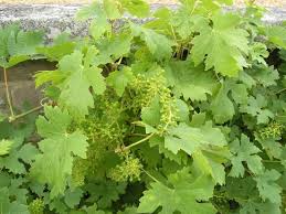 Tafeltrauben Aus Eigenem Anbau Weinrebe Trauben Pflanzen