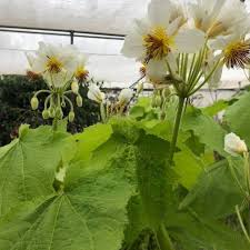 Image result for Sparrmannia africana