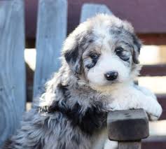 Were you searching for a goldendoodle, labradoodle, sheepadoodle or bernedoodle puppy? Aussiedoodle Puppy For Sale Adoption Rescue For Sale In San Diego California Classified Americanlisted Com