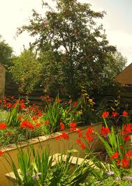 Crocosmia Lucifer In A Garden Near Edinburgh Featuring A Sunken Area Goose Green Design Green Design Crocosmia Lucifer Garden Design