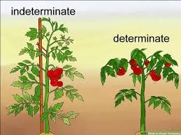 So, what is the difference between determinate and indeterminate tomatoes? Food For Thought The Early Girl Saga Learn About Early Girl Tomatoes Kitchen Detail
