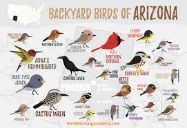 Backyard Birds Of Arizona Bird Watching Academy