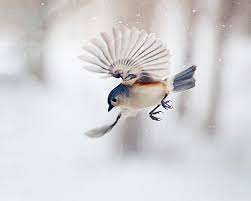 Beautiful Birds In Flight Images The Art Of Staying Aloft Pictures Of Flying Birds By Gloria Wilson Birds Flying Beautiful Birds Pet Birds