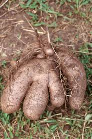 Image result for Dioscorea alata