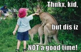 The Best Kangaroo Memes Memedroid
