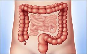 Linking the descending colon with the rectum. Cancer Of The Colon And Rectum Health Library