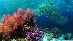Stunning Coral Reef Photos In 2020 Coral Reef Pictures Coral Reef Plants Coral Reef