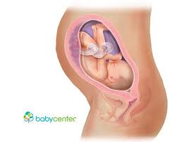 Pin On Fetal Development Week By Week
