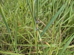 Image result for Dichanthium aristatum