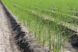 The difference is, when you start so how long does it take to grow asparagus? How To Grow Asparagus In A Container The Complete Guide