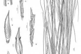 Image result for Elionurus tripsacoides